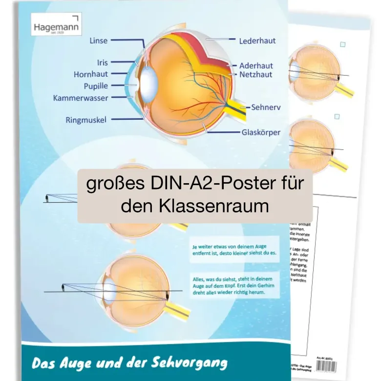 Poster A2 "Das Auge und der Sehvorgang"