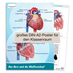 Poster A2 "Das Herz von innen und außen"