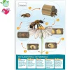 Poster A2 "Lebenszyklus Wildbiene"