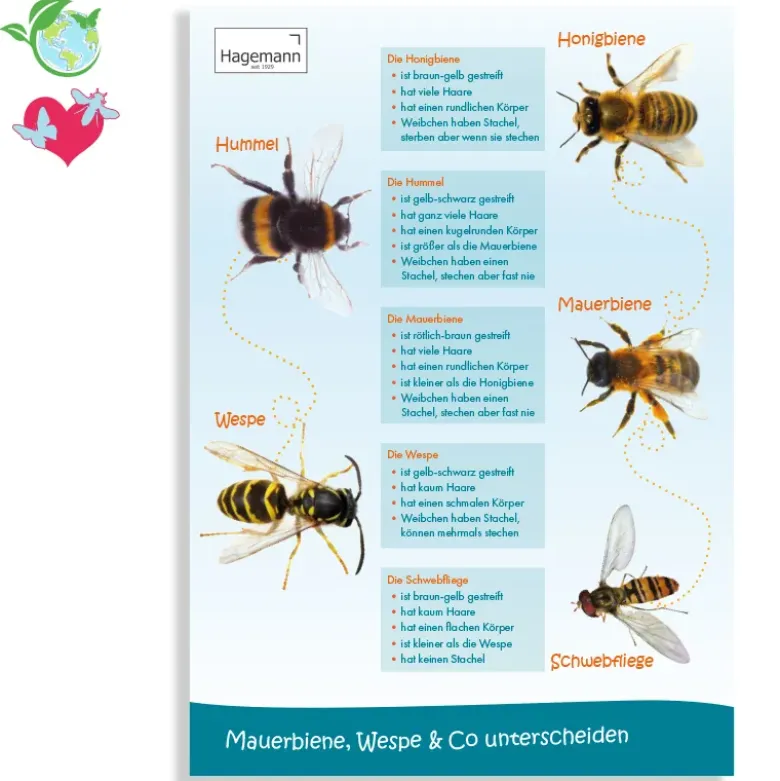 Poster A2 "Mauerbiene, Wespe & Co. unterscheiden"
