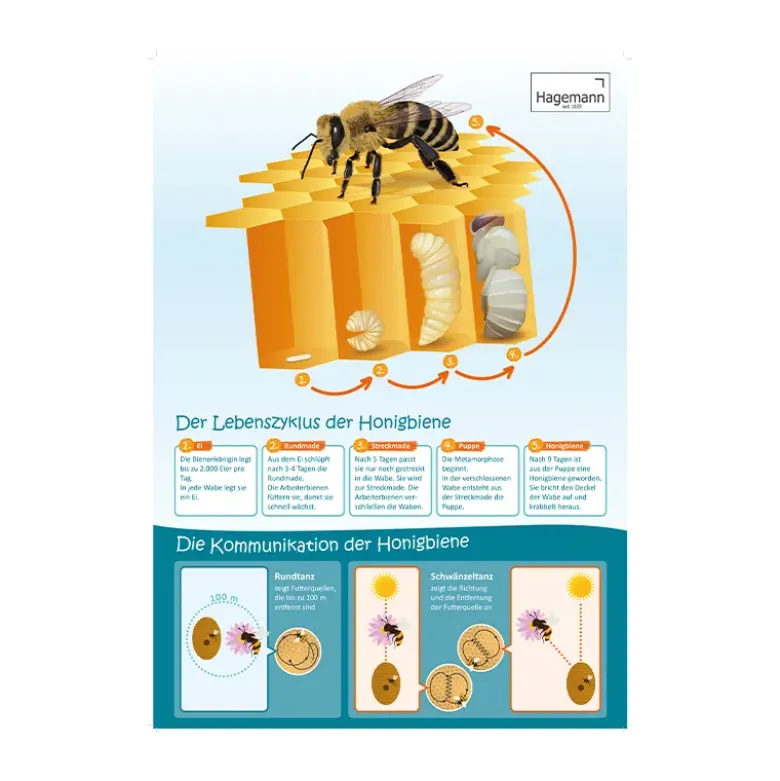 Set Bienen-Poster A2, 3-tlg.