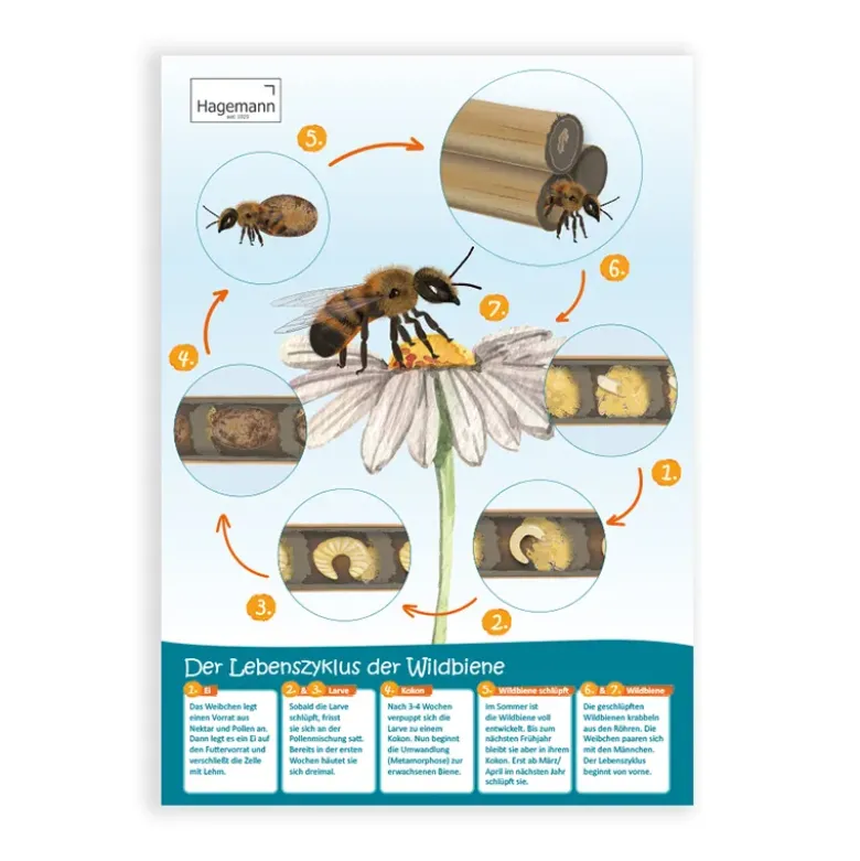 Set Bienen-Poster A2, 3-tlg.
