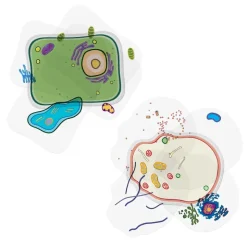 Set Stapelmodell "Pflanzliche und tierische Zelle", 20-tlg.