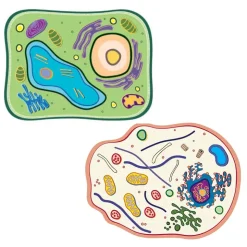 Set Stapelmodell "Pflanzliche und tierische Zelle", 20-tlg.