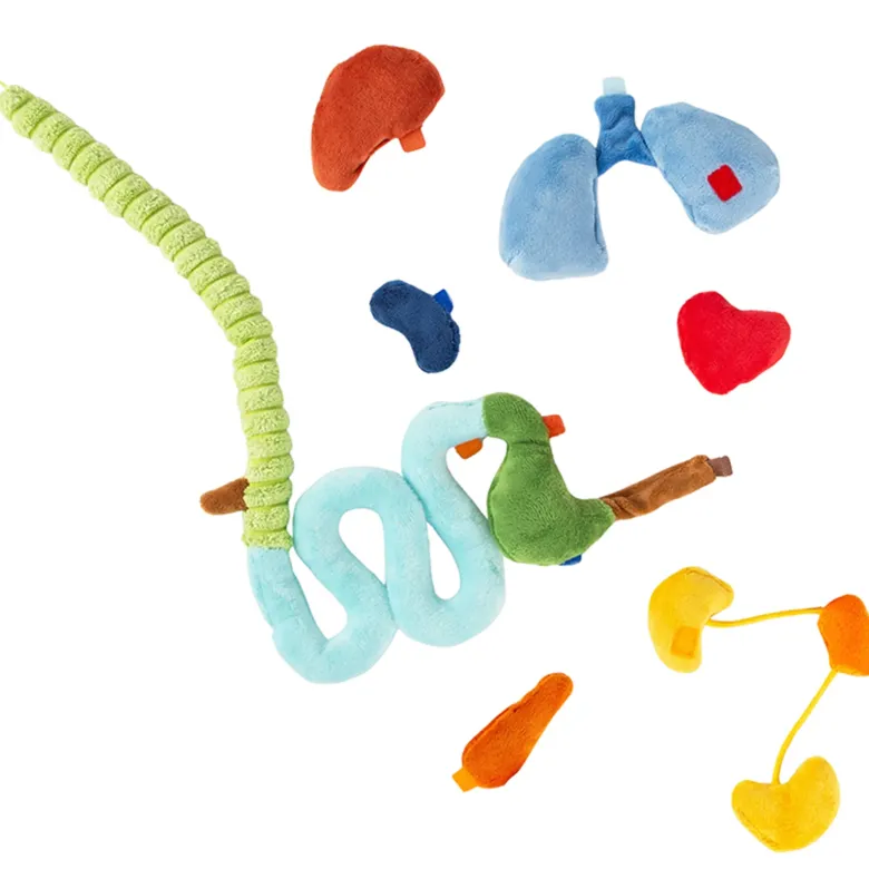 sigikid Lernpuppe "Erwins Körper", 44 cm