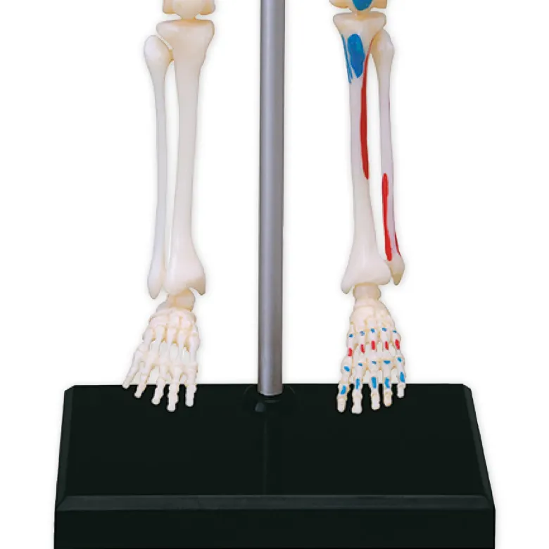 Skelett mit Stativ, 24 cm, 41-tlg.