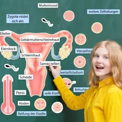 So entsteht ein Kind, magnetisch, 28-tlg.
