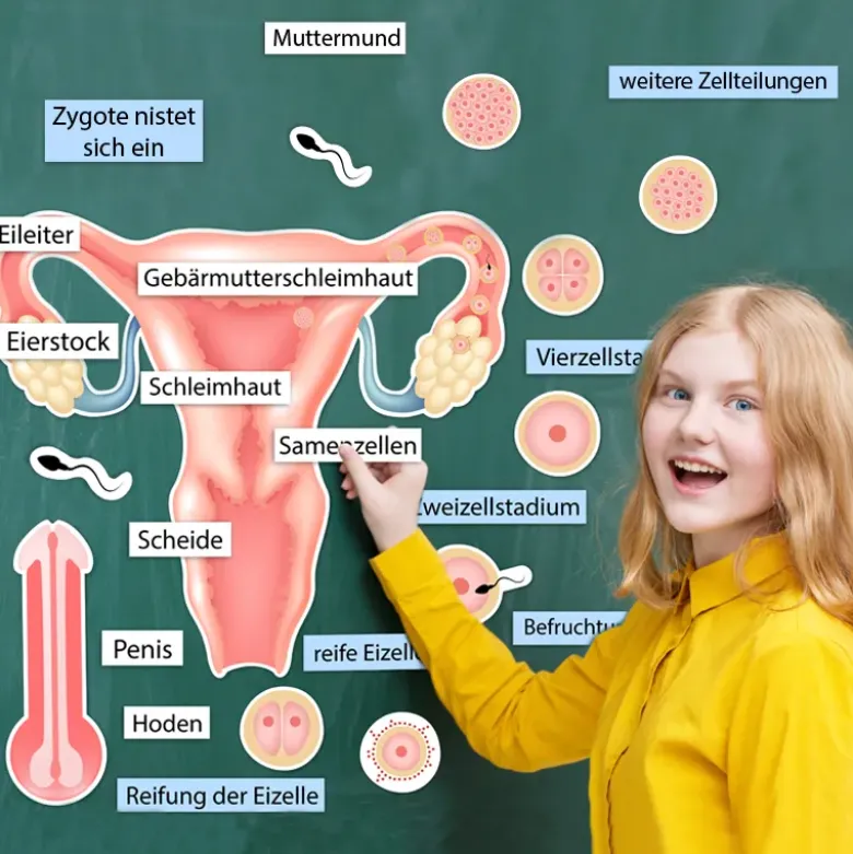 So entsteht ein Kind, magnetisch, 28-tlg.