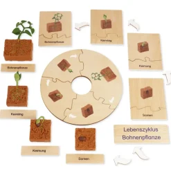 TimeTEX Lebenszyklus Bohnen-Pflanze, in Holzbox 