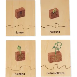 TimeTEX Lebenszyklus Bohnen-Pflanze, in Holzbox 