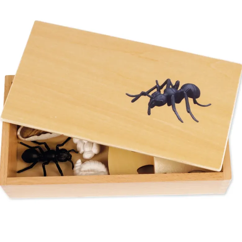 TimeTEX Lebenszyklus einer Ameise, in Holzbox "Montessori Premium"