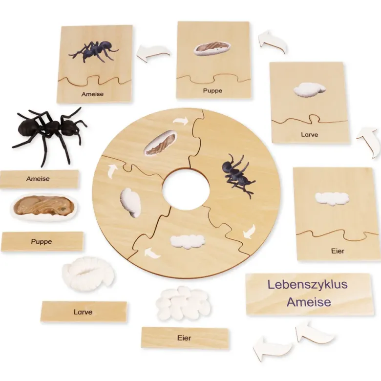 TimeTEX Lebenszyklus einer Ameise, in Holzbox "Montessori Premium"