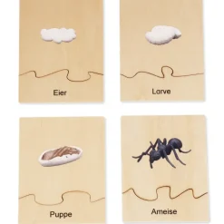TimeTEX Lebenszyklus einer Ameise, in Holzbox