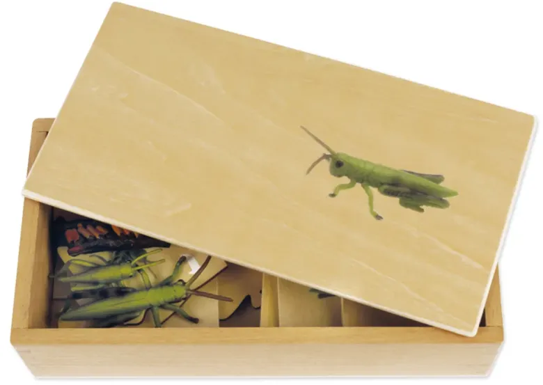 TimeTEX Lebenszyklus einer Heuschrecke, in Holzbox "Montessori Premium"