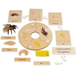 TimeTEX Lebenszyklus einer Honigbiene, in Holzbox "Montessori Premium"