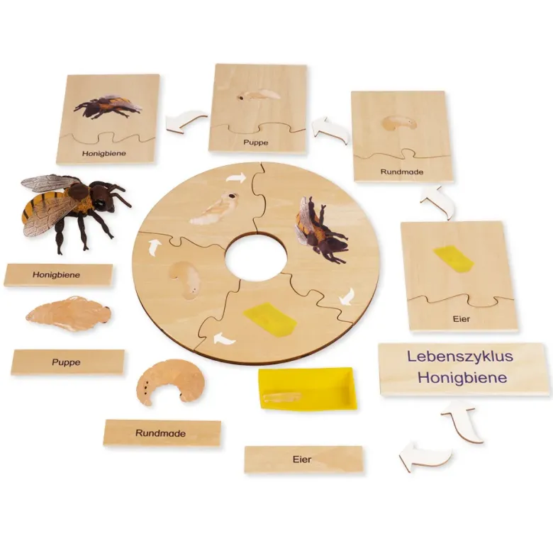 TimeTEX Lebenszyklus einer Honigbiene, in Holzbox "Montessori Premium"