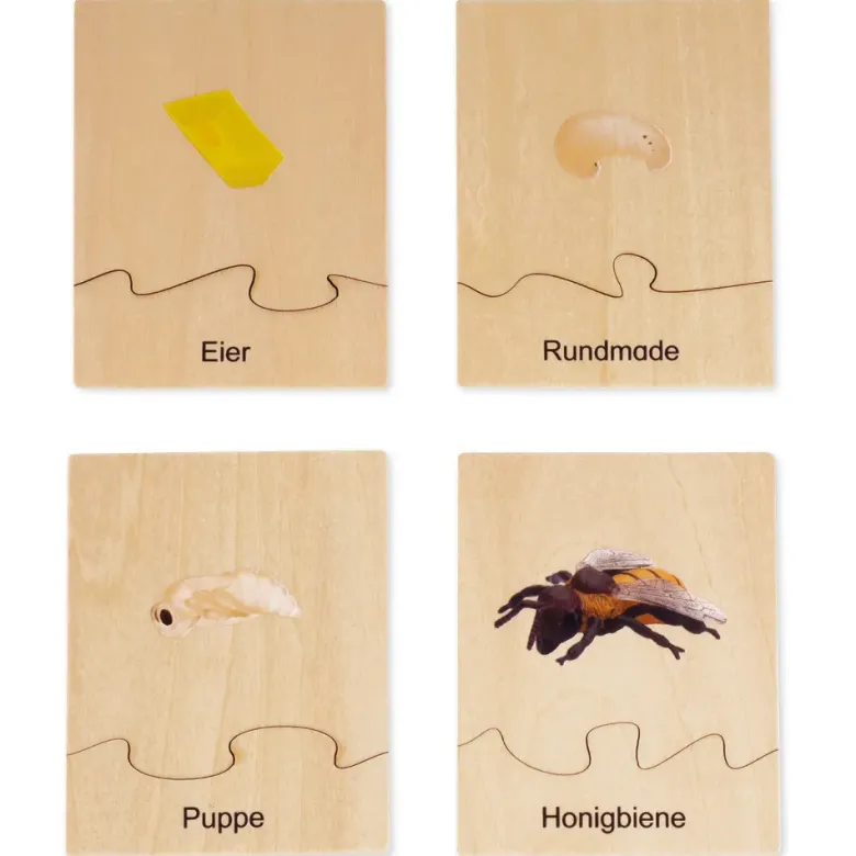 TimeTEX Lebenszyklus einer Honigbiene, in Holzbox "Montessori Premium"