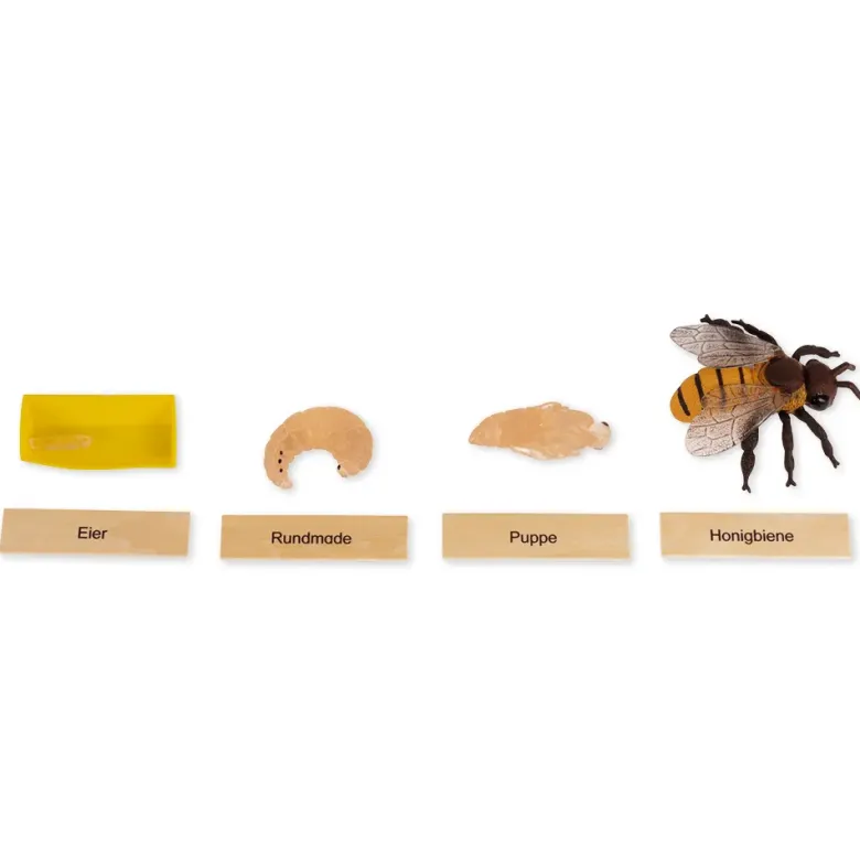 TimeTEX Lebenszyklus einer Honigbiene, in Holzbox "Montessori Premium"