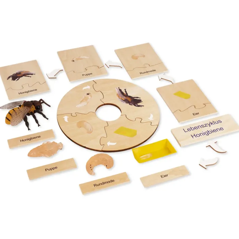 TimeTEX Lebenszyklus einer Honigbiene, in Holzbox "Montessori Premium"