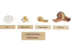 TimeTEX Lebenszyklus einer Schnecke, in Holzbox