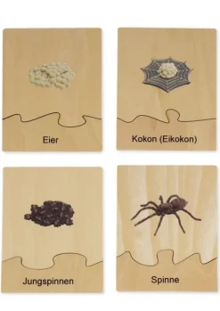 TimeTEX Lebenszyklus einer Spinne, in Holzbox