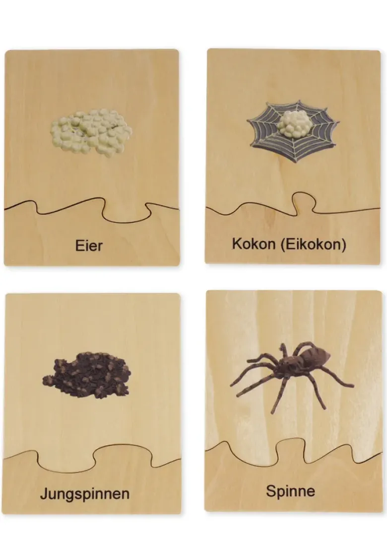 TimeTEX Lebenszyklus einer Spinne, in Holzbox "Montessori Premium"