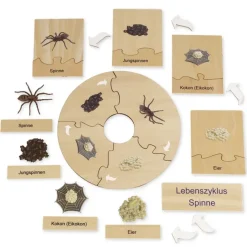 TimeTEX Lebenszyklus einer Spinne, in Holzbox