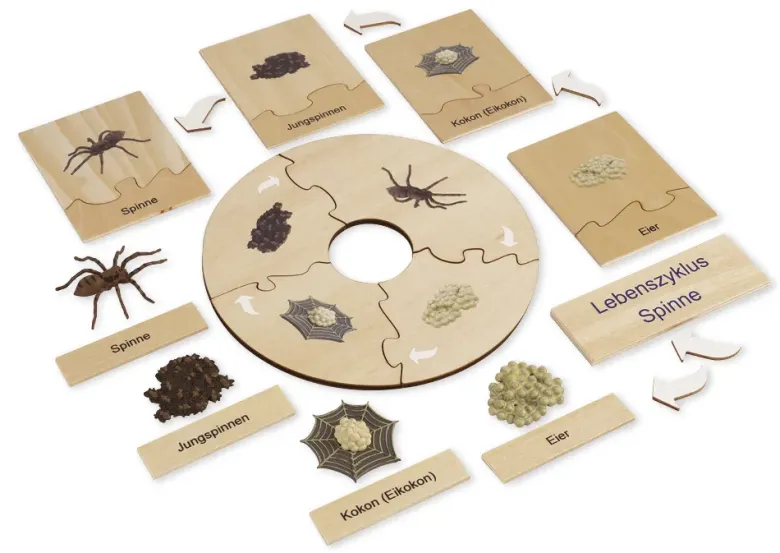 TimeTEX Lebenszyklus einer Spinne, in Holzbox "Montessori Premium"