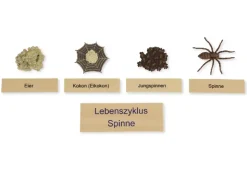 TimeTEX Lebenszyklus einer Spinne, in Holzbox