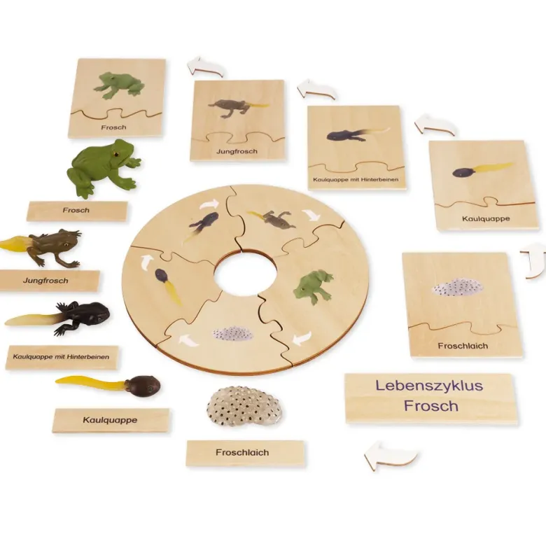TimeTEX Lebenszyklus eines Frosches, in Holzbox "Montessori Premium"