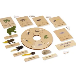 TimeTEX Lebenszyklus eines Frosches, in Holzbox
