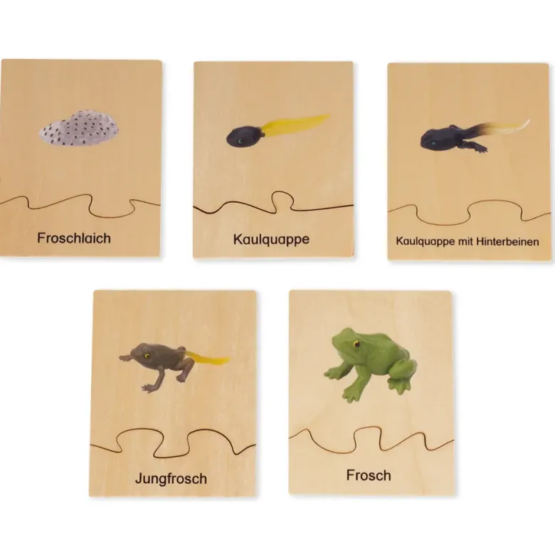 TimeTEX Lebenszyklus eines Frosches, in Holzbox "Montessori Premium"