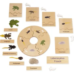 TimeTEX Lebenszyklus eines Frosches, in Holzbox