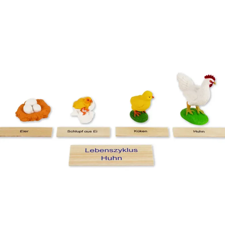 TimeTEX Lebenszyklus eines Huhns, in Holzbox "Montessori Premium"