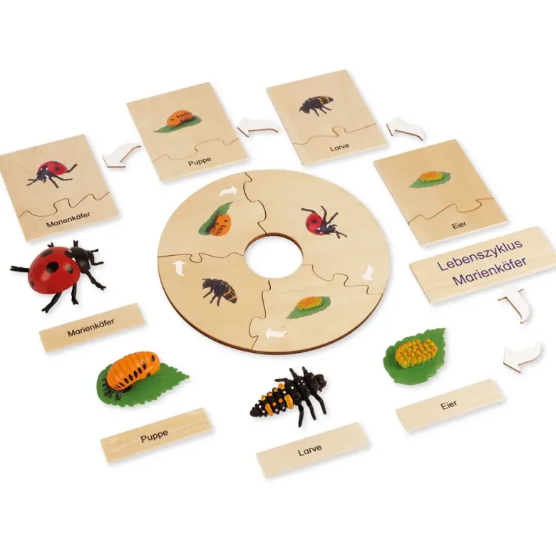 TimeTEX Lebenszyklus eines Marienkäfers, in Holzbox "Montessori Premium"