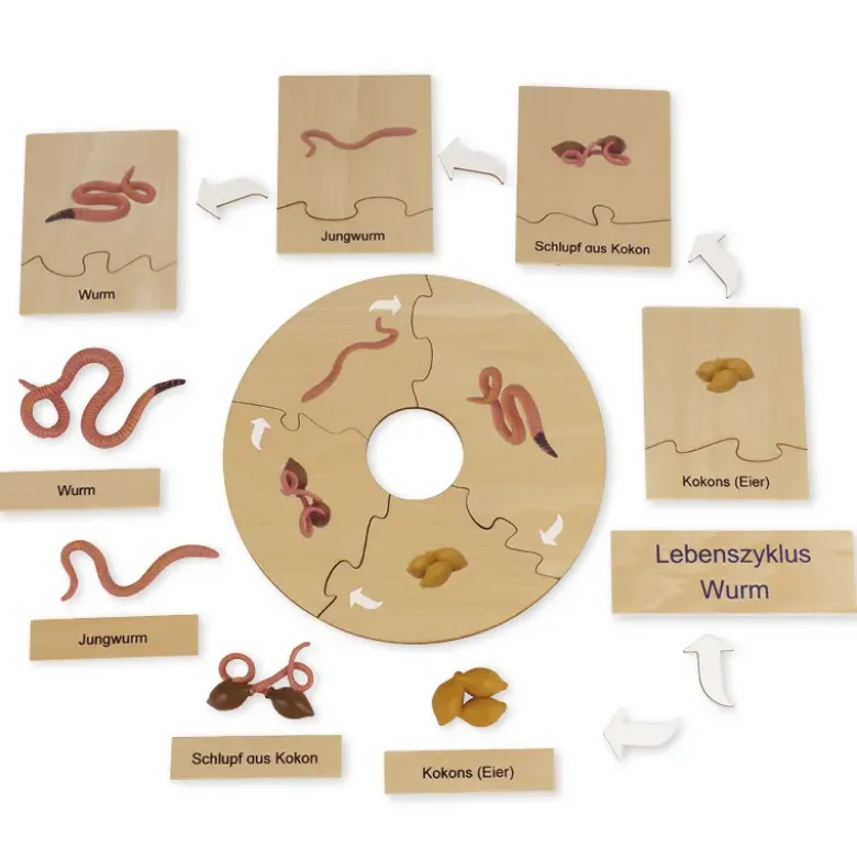TimeTEX Lebenszyklus eines Regenwurms, in Holzbox "Montessori Premium"