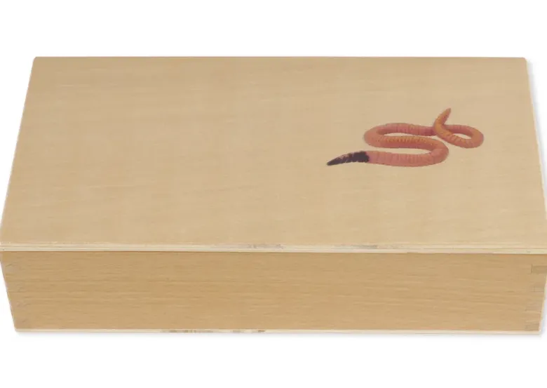 TimeTEX Lebenszyklus eines Regenwurms, in Holzbox "Montessori Premium"