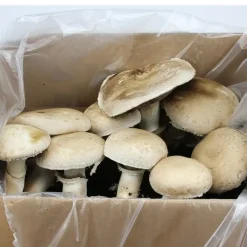 Zuchtset "Champignons braun", Pilze
