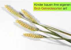 Zuchtset 