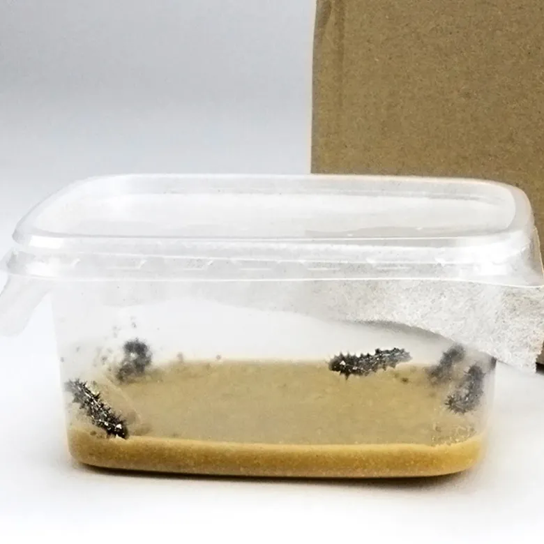 Zuchtset "Schmetterlinge", kompakt mit XXL-Voliere, 7-tlg.