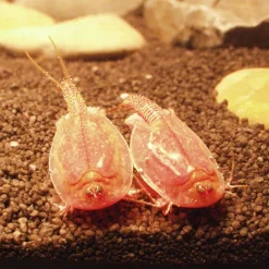 Zuchtset "Triops", 6-tlg.