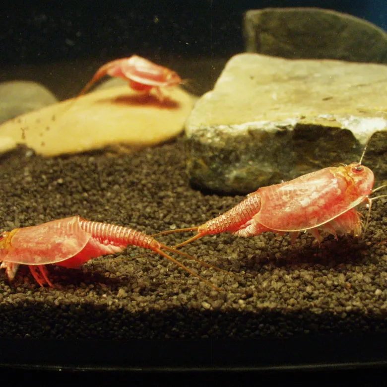 Zuchtset "Triops", 6-tlg.