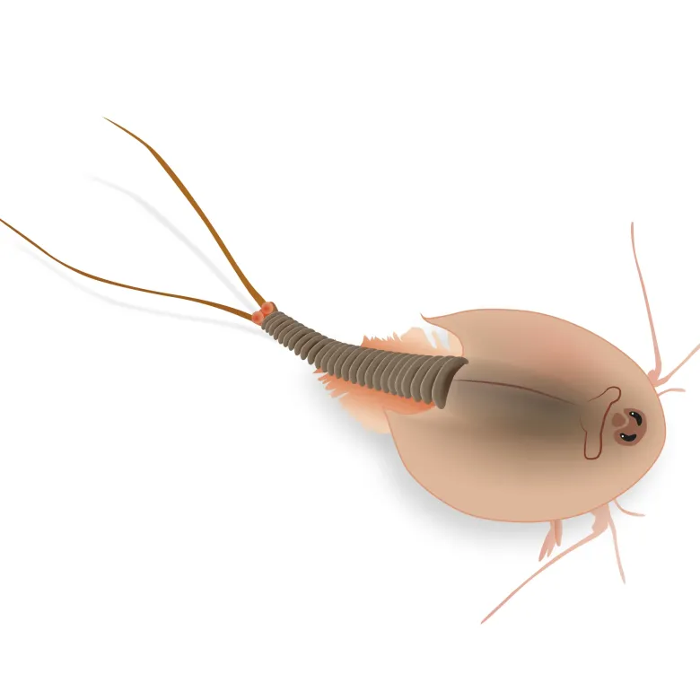 Zuchtset "Triops", 6-tlg.
