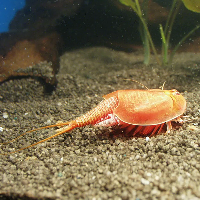 Zuchtset "Triops", 6-tlg.