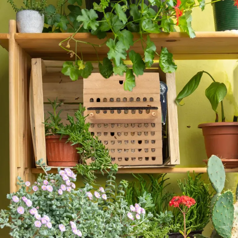 Zuchtset "Wildbienen mit Kokons", Rote Mauerbiene, 5-tlg.